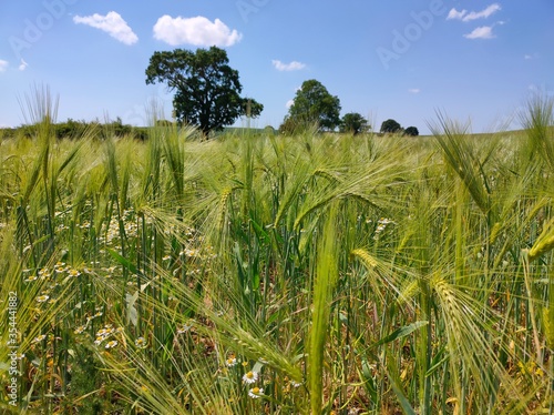 green grass and blue sky