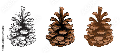 Pine cones vector set. Different hand drawn sketch styles. Botanical drawing. Winter holidays, Christmas symbols. Isolated on white background. photo