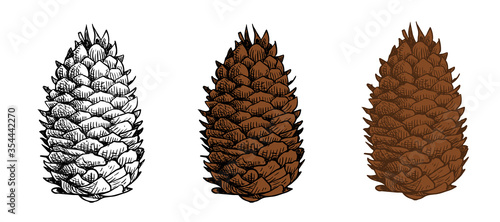 Pine cones vector set. Different hand drawn sketch styles. Botanical drawing. Winter holidays, Christmas symbols. Isolated on white background.