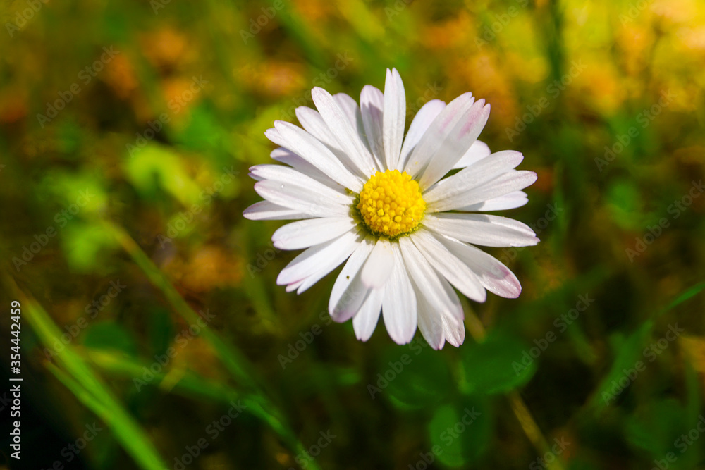 White Daisy Flower close up photo in spring White Daisy Flower close up photo in spring