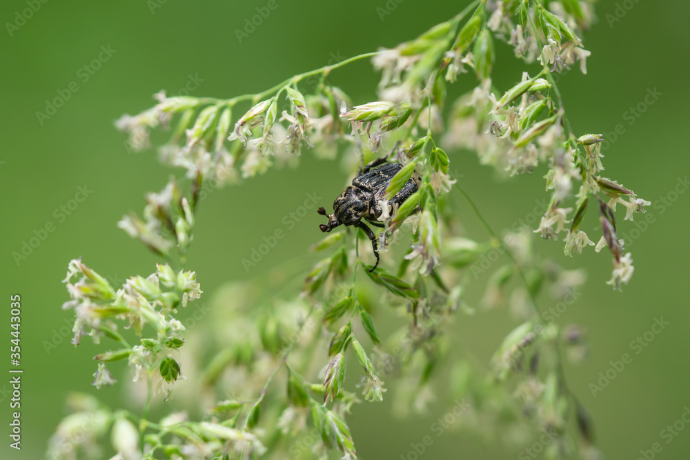 Flower Chafer Beetle in Springtime Flower Chafer Beetle in Springtime