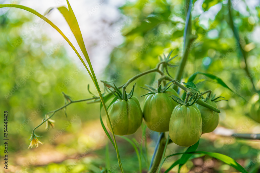 organic tomatoes ripening in a glass, vegetables without chemicals. organic tomatoes ripening in a glass, vegetables without chemicals.