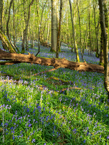 View through the woods