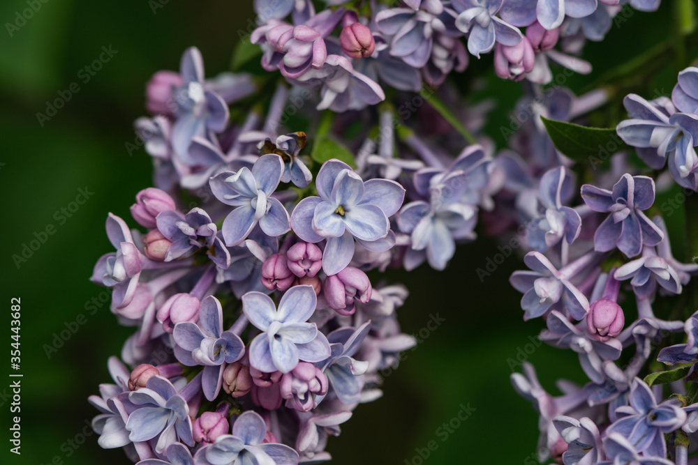 Obraz premium Lilac Flowers in Bloom in Springtime