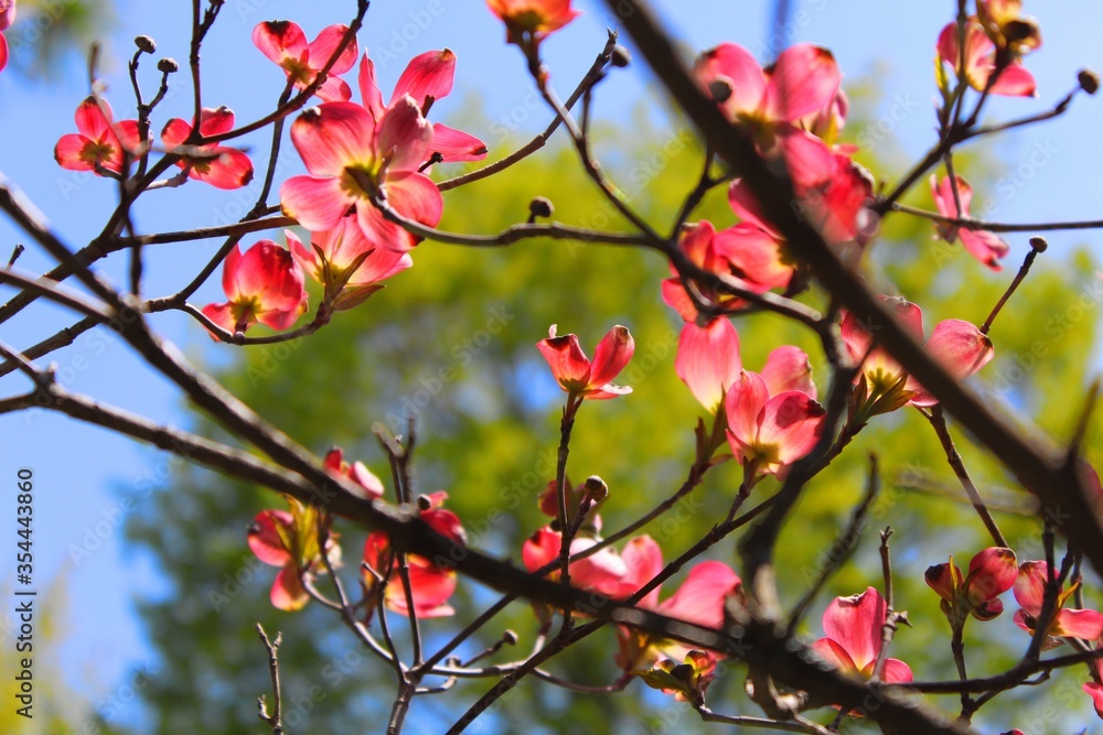 branch of a tree with pink flowers branch of a tree with pink flowers