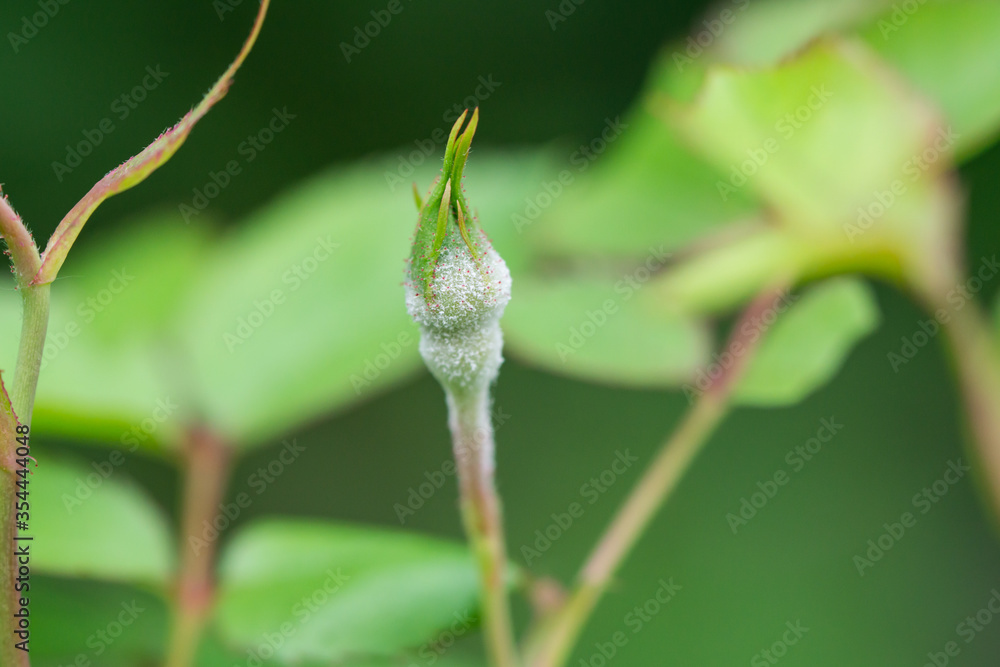 Powdery Rose Mildew on Rose Flower Bud Powdery Rose Mildew on Rose Flower Bud