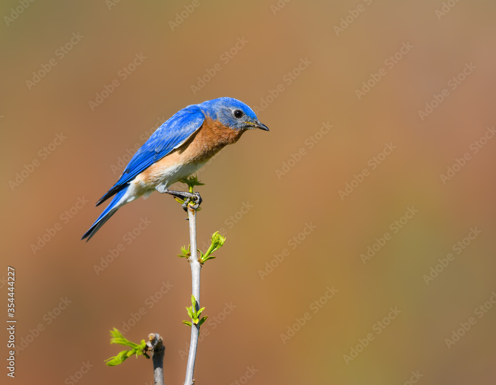 Male Eastern Bluebird Perched on Top of the Tree Bush on Red Orange  Background