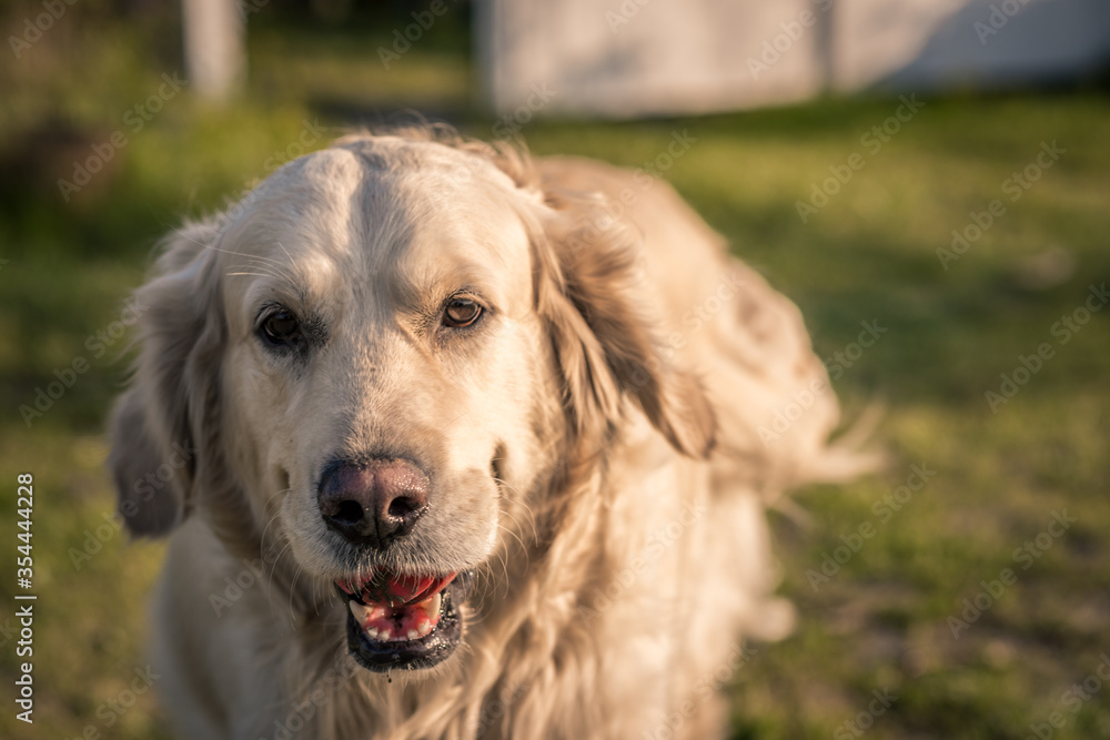 Golden retriever dog / labrador / on the grass on a background of green nature Golden retriever dog / labrador / on the grass on a background of green nature