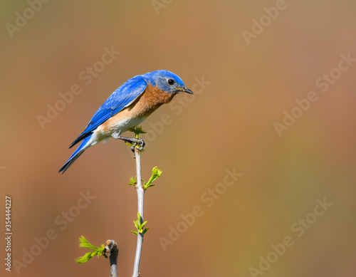 Male Eastern Bluebird Perched on Top of the Tree Bush on Red Orange Background