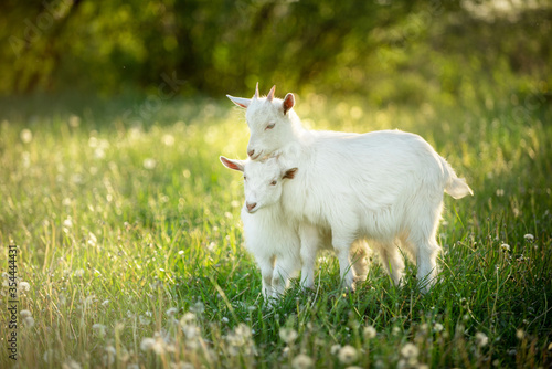 two snow-white kid goats next to each other graze on a green meadow with dandelions on a bright summer sunny day