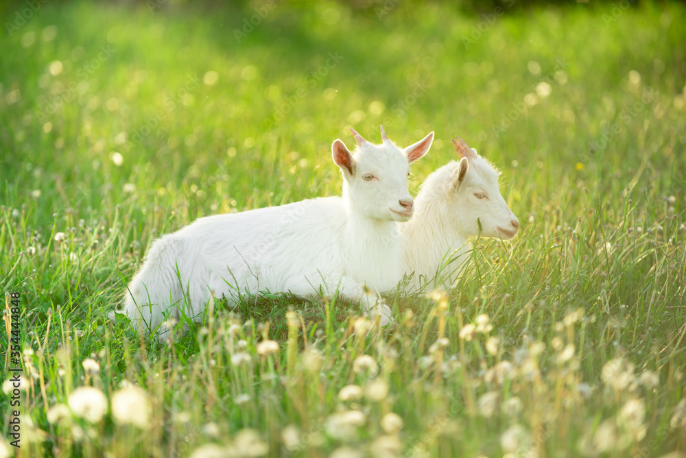two snow-white kid goats next to each other graze on a green meadow with dandelions on a bright summer sunny day two snow-white kid goats next to each other graze on a green meadow with dandelions on a bright summer sunny day