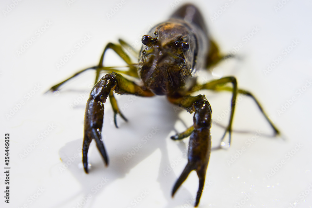 Fototapeta premium lake crayfish