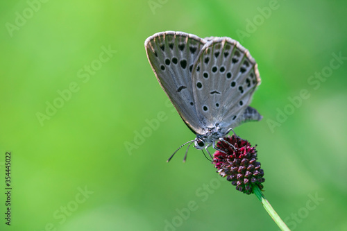 Wallpaper Mural 고운점박이푸른부전나비 Torontodigital.ca