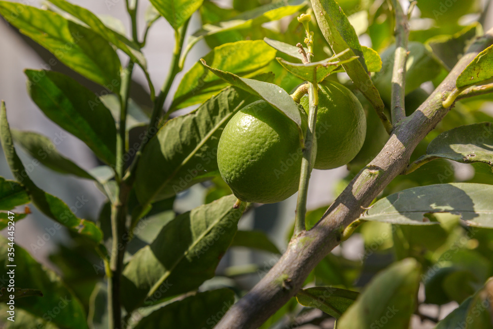 Lemon plant in home cultivation