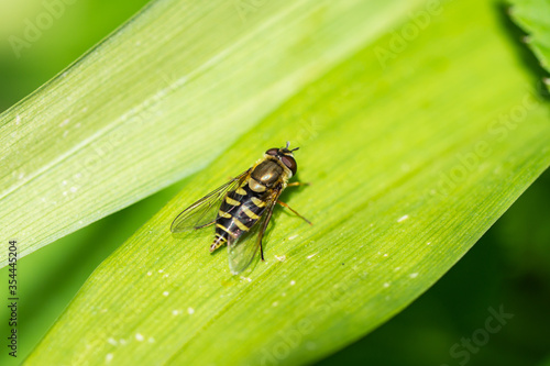 Hoverfly on Leaf in Springtime