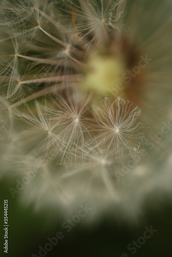 dandelion seed head