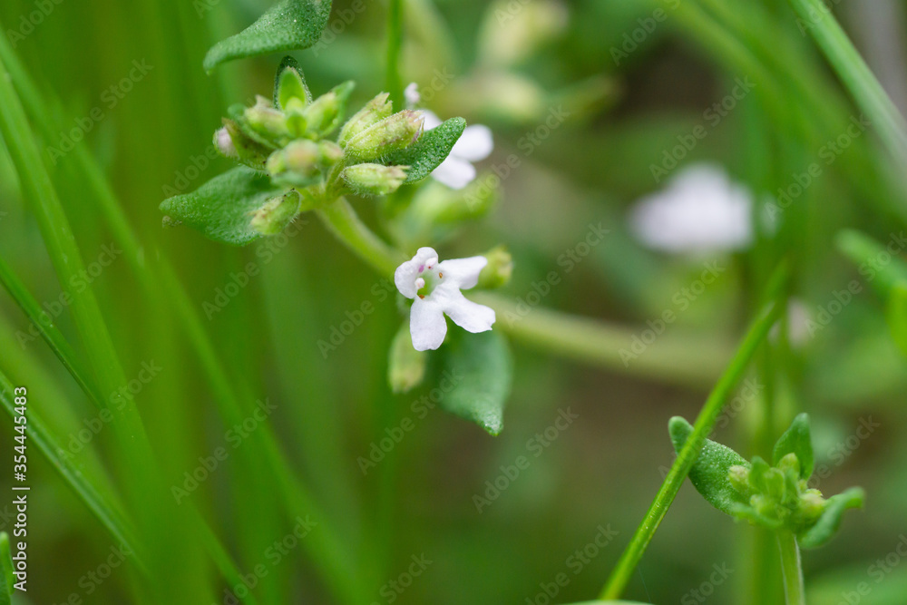 Thyme Flowers in Bloom in Springtime Thyme Flowers in Bloom in Springtime
