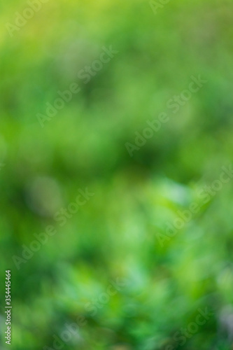 Green background. Natural blurred green background.