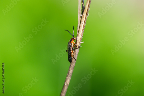 Two Lined Leatherwing Beetle in Springtime