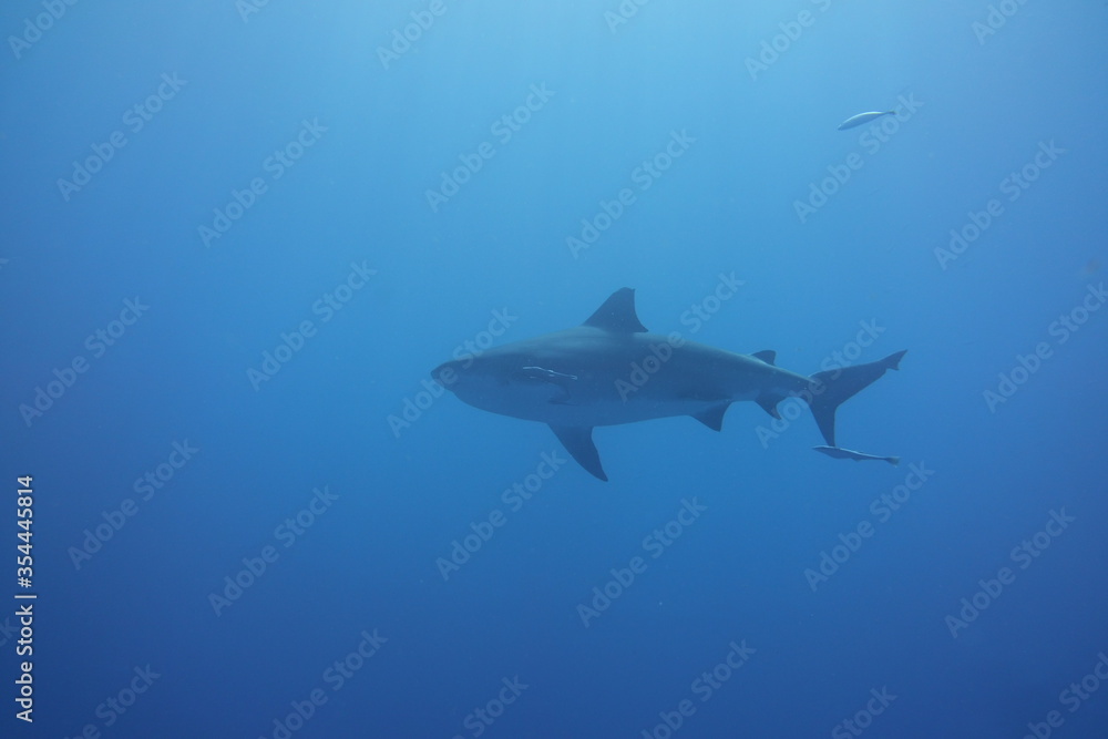 Fototapeta premium Bullshark in Playa del Carmen