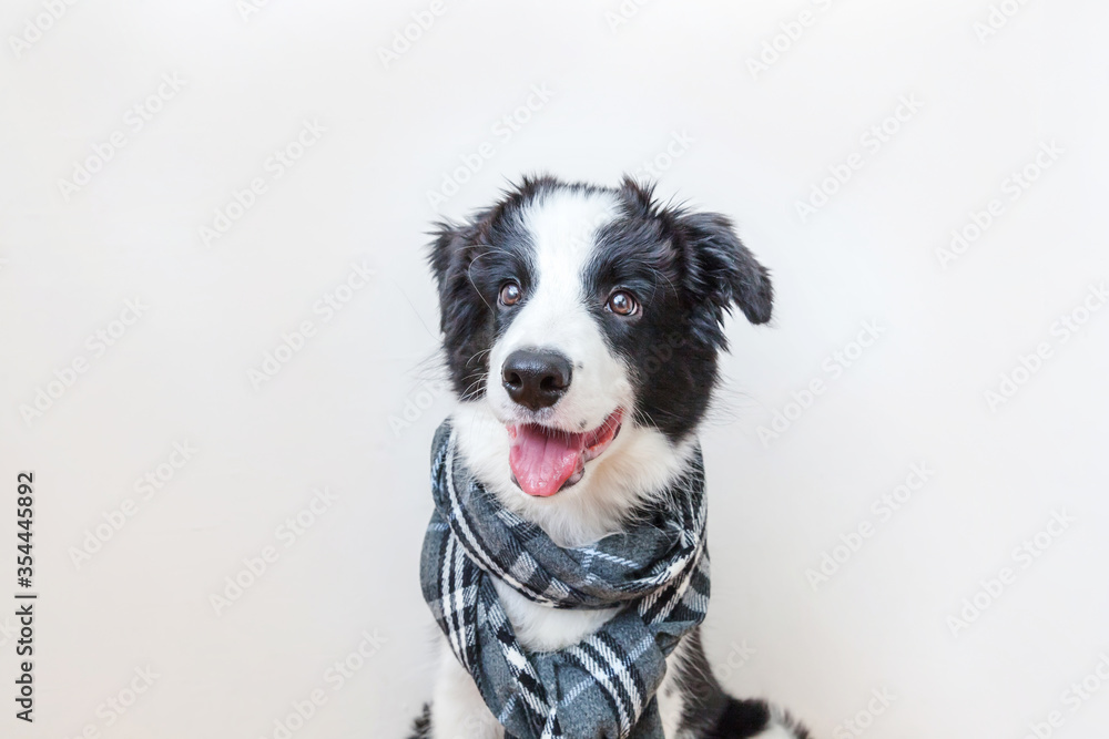 Funny studio portrait of cute smilling puppy dog border collie wearing warm clothes scarf around neck isolated on white background. Winter or autumn portrait of new lovely member of family little dog.
