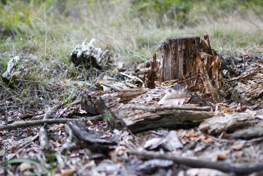Autumn in the european forest