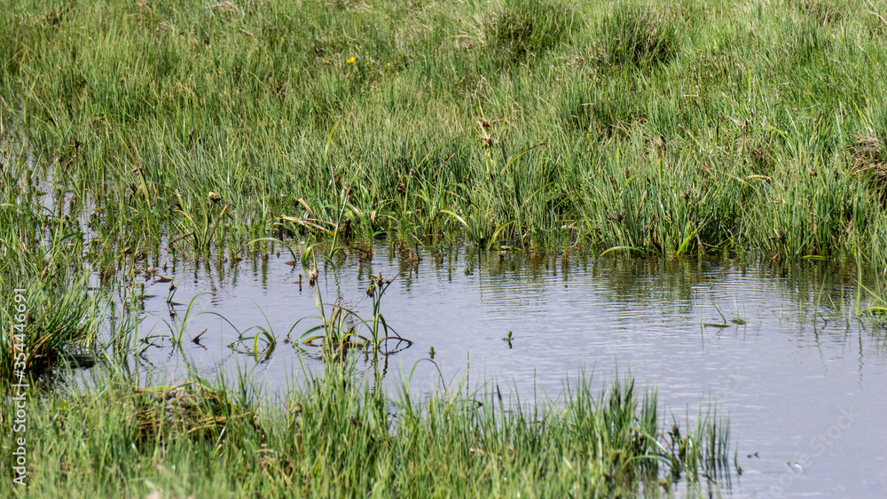 Fototapeta premium Lush, green nature in South Iceland