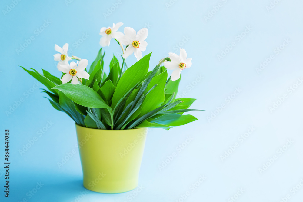 Green leaves and white narcissus in a bright olive flower pot on a blue background, copy space. 