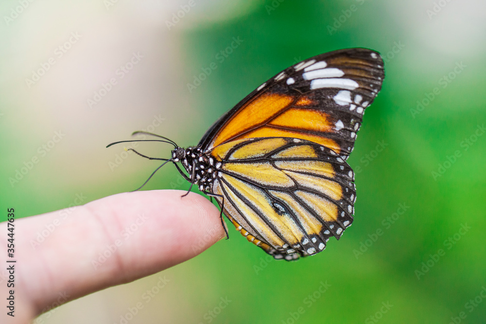 Naklejka premium 왕나비