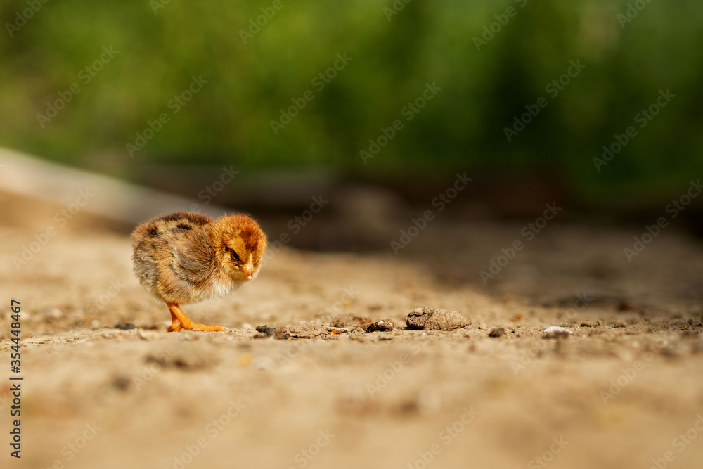 portrait of Easter little fluffy yellow chicken walking in the yard of the village on a Sunny spring day