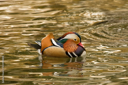  Mandarin duck (Aix galericulata) .