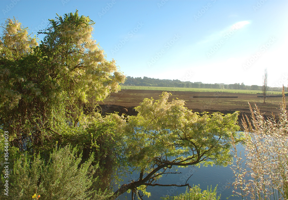 Paisaje naturaleza rio Mulchen  arboles nativos trigo ganado de vacuno