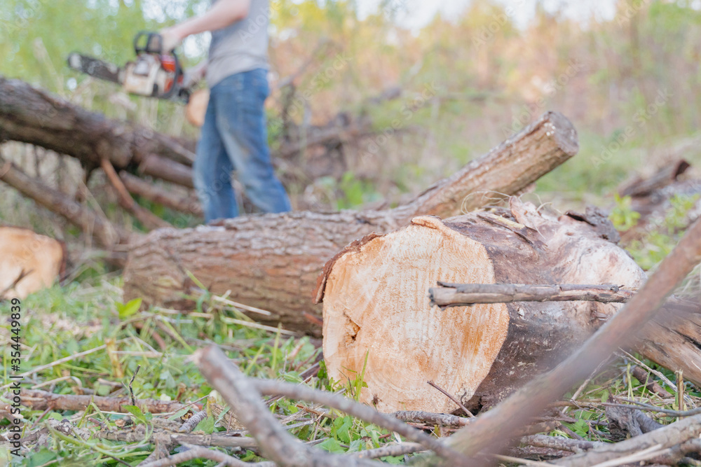 Fototapeta premium farmer sawing a tree with a chainsaw, selective focus, focus on the foreground, blurry background