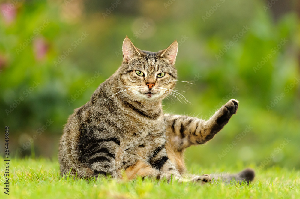 Funny cat is sitting on the grass and looking at the camera. Blurred foreground and background. Selective focus