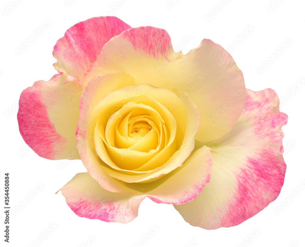 Elegant pink-yellow rose isolated on a white background. Beautiful head flower. Spring time, summer. Garden decoration, landscaping. Floral floristic arrangement