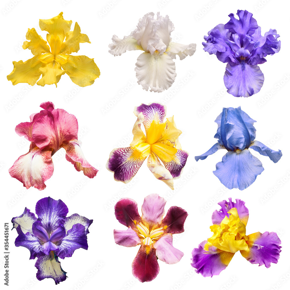 Collection of multicolored irises flowers isolated on white background. Hello spring. Flat lay, top view. Object, studio, floral pattern
