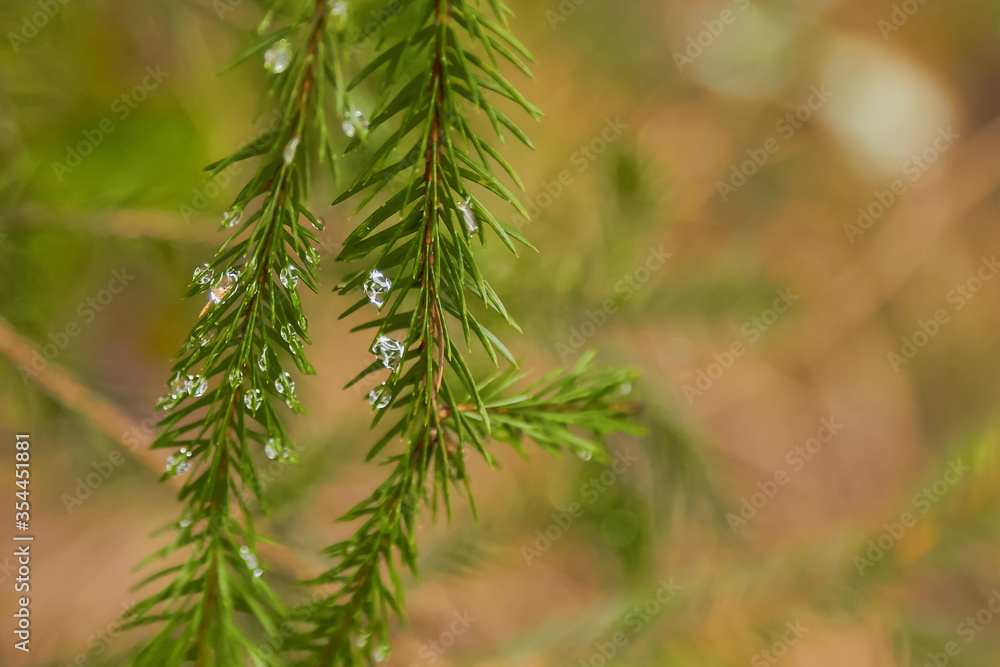 Green fir tree branch with drops of water in the forest with sun rays Green fir tree branch with drops of water in the forest with sun rays