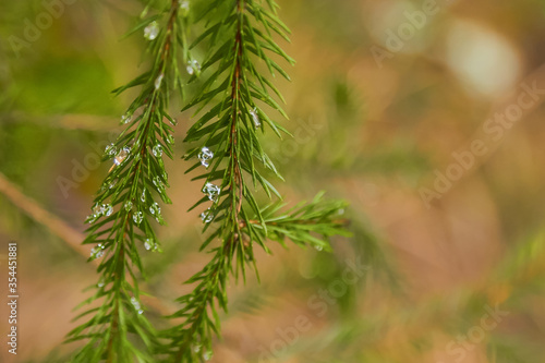 Green fir tree branch with drops of water in the forest with sun rays