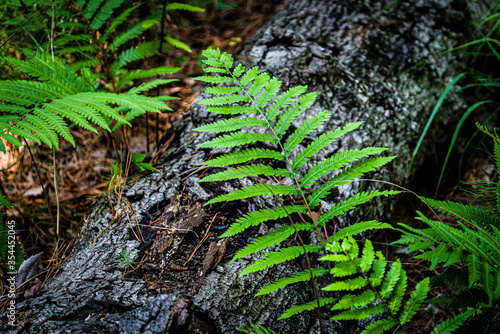 Fern on Fallen Timber