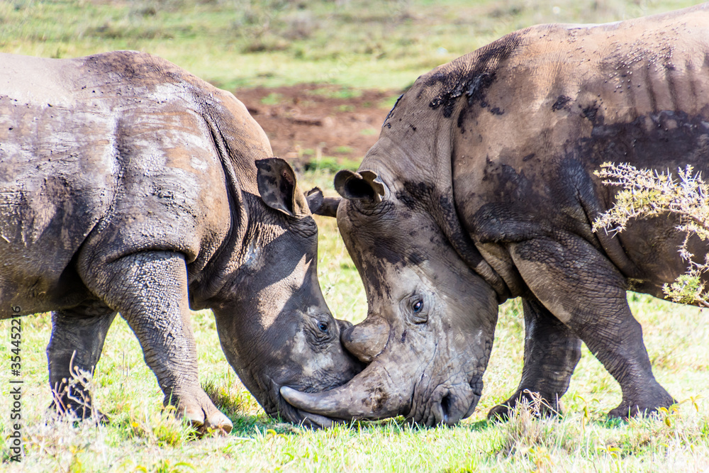 Fototapeta premium Rhinos Locking Horns
