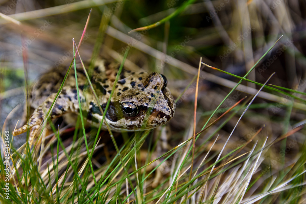 Mountain frog camouflaged behind some grass Mountain frog camouflaged behind some grass