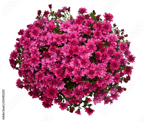 Chrysanthemum multiflora purple flower in pot isolated on white background. Flat lay, top view