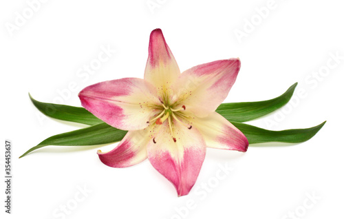 Beautiful delicate pink lily macro with leaf isolated on white background. Wedding, bride. Fashionable creative floral composition. Summer, spring. Flat lay, top view. Love. Valentine's Day