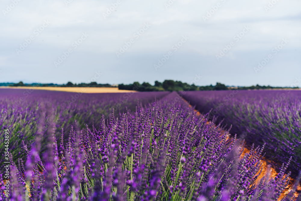 scenery nature landscape, beautiful lavender fields on farmland scenery nature landscape, beautiful lavender fields on farmland