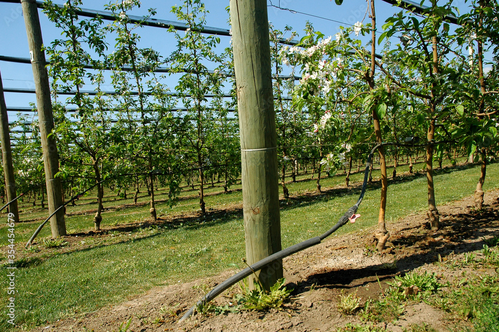 Irrigation system drop by drop in the orchard Irrigation system drop by drop in the orchard