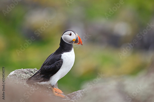 Portrait of a puffin from the west coast of Scotland