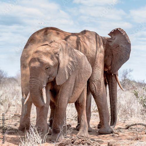 The elephants of Tsavo NAtional PArk