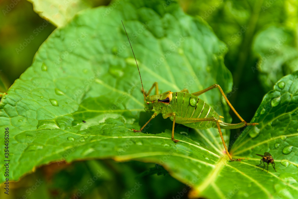 Green insect on leaf close up in Fagaras mountains, Romania