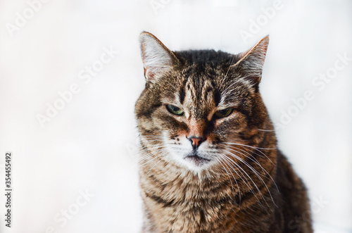  Close-up of an adult tabby cat black brown and gray portrait sitting on a white background.