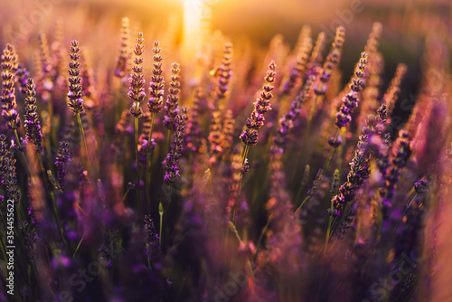 scenery beauty of nature  close up view of blooming lavender flowers
